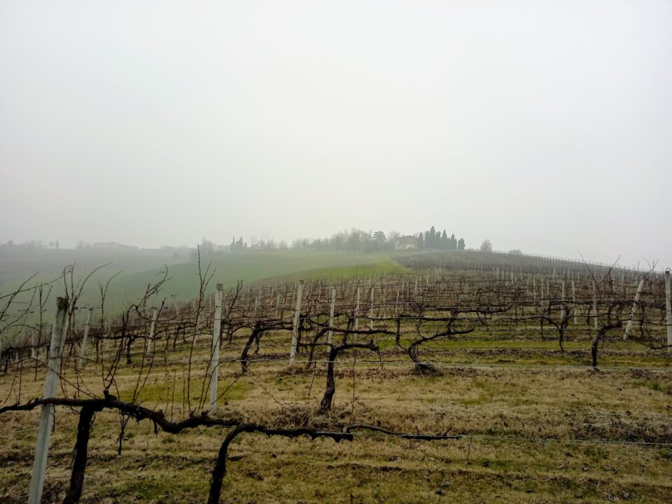 Visite in cantina presso La Mancina